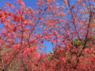 Pink Tree